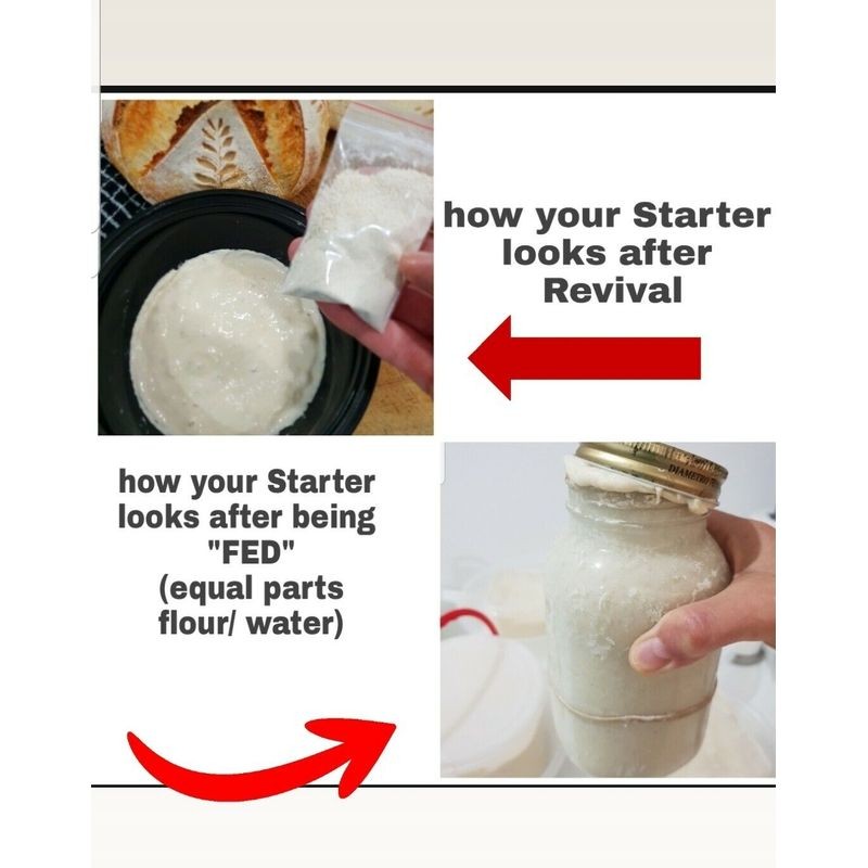 noosa-sourdough-co-tradition-starter-15g